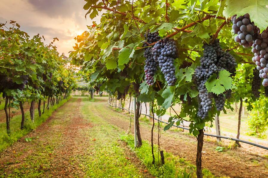 Texas has emerged as one of the fastest-growing wine
